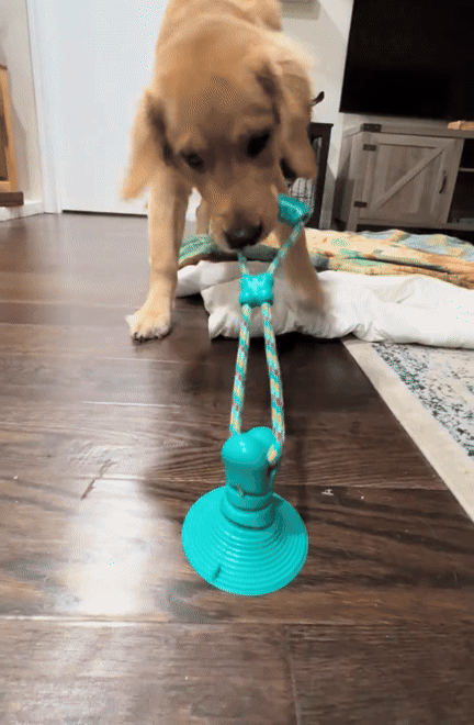 Suction Cup Rope Tug Dog Toy