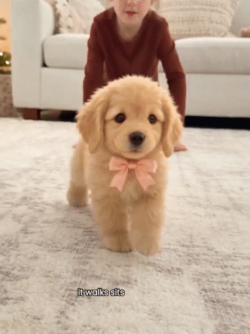 🔥Limited Time 50% OFF🐶Realistic Robotic Golden Retriever Puppy ✨ The Cutest Christmas Surprise🎁
