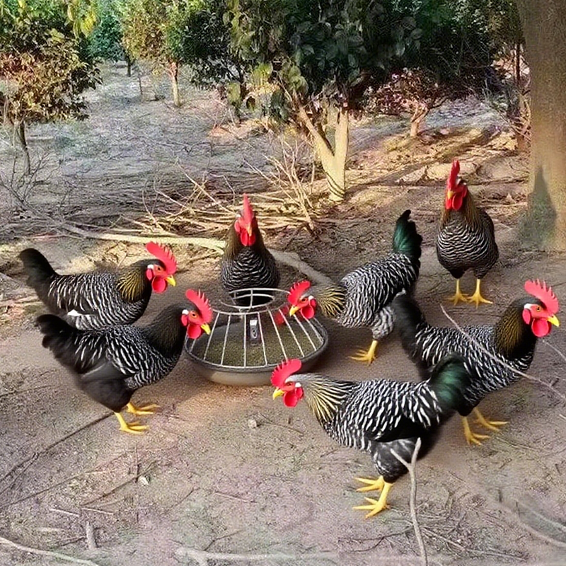Large-Capacity Poultry Feeder 🐔 – Round Anti-Waste Chicken Feeding Station